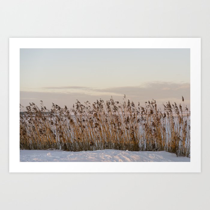 zuur Omgeving toevoegen aan Frozen reed at dusk | Dutch Glory photography | Netherlands | natural  colors Art Print by Kelly Kwakkel _ Stay at home travel phot | Society6