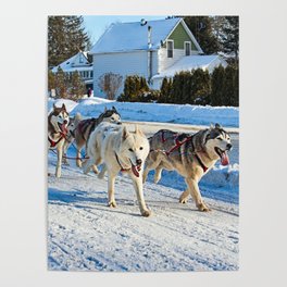 Dog Sled Race, Kearney, Ontario Poster