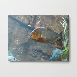 Fish 3 Metal Print | Animal, Photo 