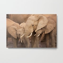 Herd of elephants in Addo Elephant National Park, South Africa Metal Print | Color, Herd, Africanelephant, Family, Wildlife, Southafrica, Africa, Baby, Bigfive, Photo 