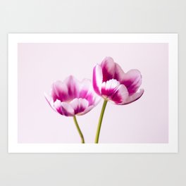 Pretty In Pink Tulips Art Print