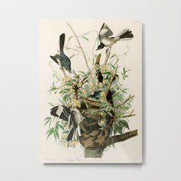 Mocking Bird - John James Audubon's Birds of America Print Metal Print | Birds, Naturalhistory, Rattlesnake, Scientific, Nature, Painting, Audubon, Birdsofamerica, Print, John 