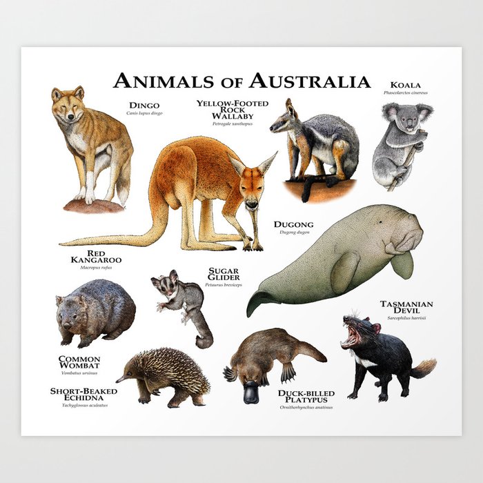 Animals of Australia Art Print by Wildlife Art by Roger Hall | Society6