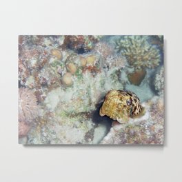 Baby Cuttlefish and Hard Coral Metal Print | Nature, Photo, Animal 