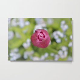Pink tulip and forget-me-not Metal Print | Bedofflowers, Springgarden, Green, Forget Me Not, Nature, Moderngarden, Darkpink, Lightblue, Modernphotography, Photo 