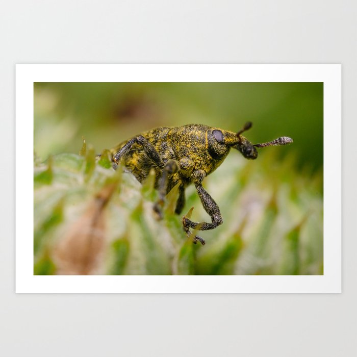 Tiny Weevil, Giant World. Macro Photograph Art Print