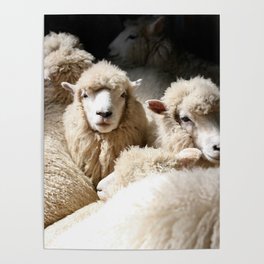 Romney Sheep Shearing Shed Kaikoura New Poster