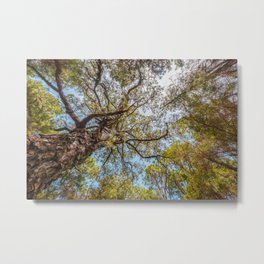 Forest, trees and blue sky - Landscape Photography  Metal Print | Wood, Landscape, Up, Bluesky, Treetrunks, Sky, Tree, Forest, Ecology, Summer 