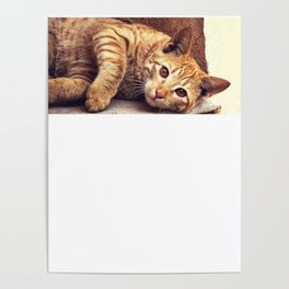 Cat roux Poster
