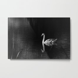 White mute swan | Bird and nature photography in black and white Metal Print | Digital, Swan, Birdphotography, Birds, Nature Photography, Nature, Muteswan, Balckandwhite, Bird, Black And White 