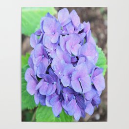 Organic blue pink hortensia flowers nature photo Poster