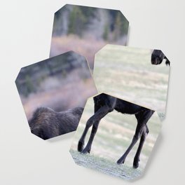 Watercolor Moose Bull 52, Endovalley, RMNP, Colorado Coaster