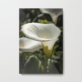 The Glorious Return Metal Print | Botanical, Calla, Gardener, Canon 60Mm, Wildflower, Nature, Calla Lilly, Flower, Natural, Macro Lens 