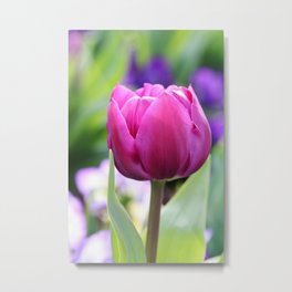Purple Tulip At Bowral, NSW Metal Print | Photo, Canon, Tulip, Purple, Flower, Australia, Digital, Macro, Floral, Color 