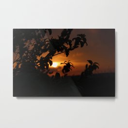 Sunrise Foliage Metal Print | Sunrise, Color, Digital, Photo, Sunset, Plants, Film 