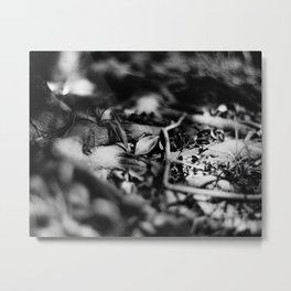 FALLEN SILVER - Fomapan Creative 200 (4x5 film) Metal Print | Forest, Black And White, Fomapan, Fomapancreative200, Kodakaeroektar, Tree, Photo, Film, Kodak, Wood 