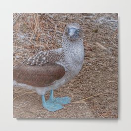 SmartMix Animal- Blue-footed Booby Metal Print | Drawing, Nature, Blue Footedbooby, Digital, Animal, Cute, Lovely, Adorable, Blue, Bird 