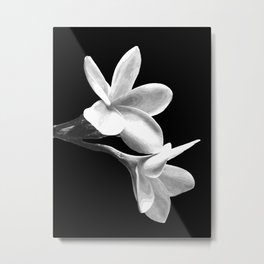 White Flowers Black Background Metal Print | Nature, Blackwhite, Watercolor, Minimalist, Photo, Illustration, Modern, Blossom, Whiteflower, Graphicdesign 