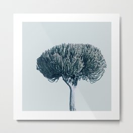 Monochrome - Candelabra tree Metal Print | Savanne, Digital, Monochrome, African, Photo, Tree, Flora, Succulent, Bluegray, Africa 