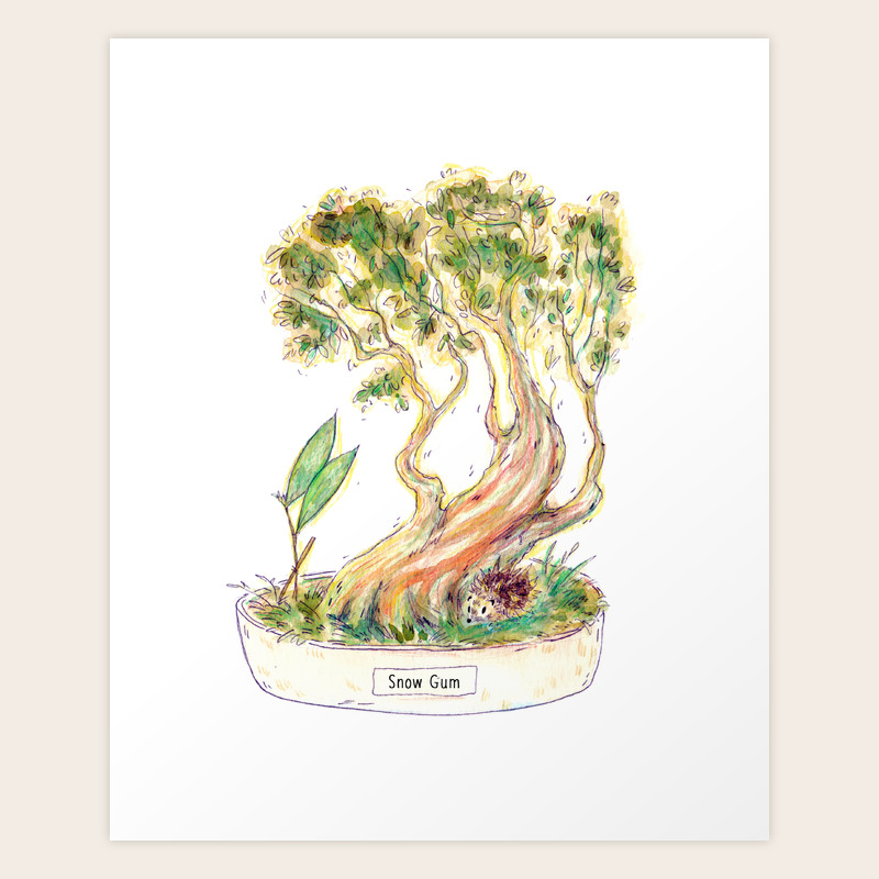 Snow Gum Bonsai Art Print By Rumpledcrow Society6