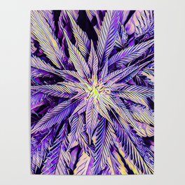 Purple Cannabis Dream Poster