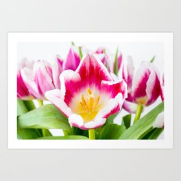 The Tulips Are Here Art Print