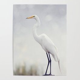 Great Egret perched in Florida wetlands Poster