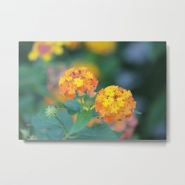 Pretty Sweet Floral Orange And Yellow Blossoms Metal Print | Color, Photo, Floral, Yellowflowers, Yellowblossoms, Flora, Botanical, Meadowblossom, Summerblossom, Nature 
