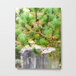 Evergreen tree branches with cones Metal Print | Needle, Evergreen, Tree, Pattern, Brown, Pine Cone, Attractive, Flora, Cones, Branches 