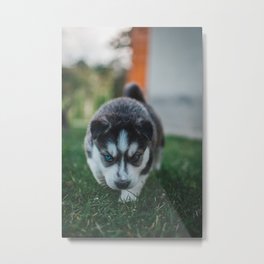 Siberian Husky Puppy  Metal Print | Family, Woof, Angrylook, Dog, Playful, Photo, Adorablepet, Fluffy, Siberianbreedpuppy, Cute 