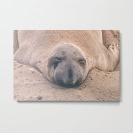 Sleeping Seal Metal Print | Natural, Color, Wildlife, Wild, Wildanimal, Sleeping, Elephantseal, Nature, California, Marinemammal 