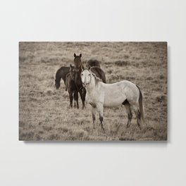 Cautious Metal Print | Horses, Equinephotography, Nature, Sepiatone, Wyoming, Photo, Westernwildlife, Wildhorses, Animal, Wildlife 