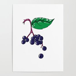 Elderberries Sambucus Poster