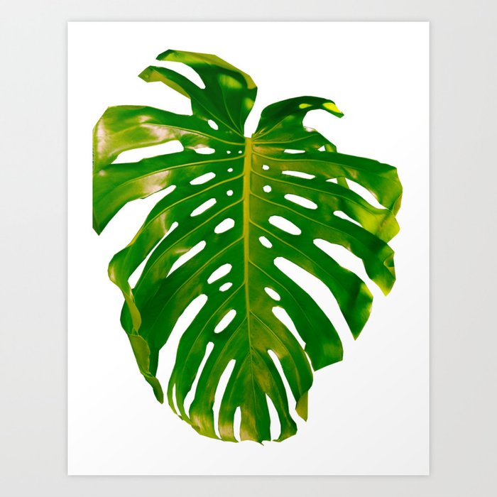 Wallpaper Guatemala Monstera Deliciosa Leaf Art Print By Emilyfano Society6 For Free