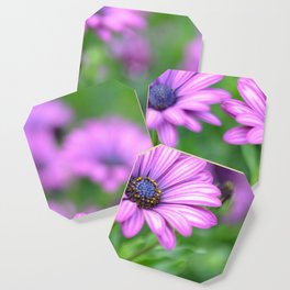Lavender African Daisies Coaster