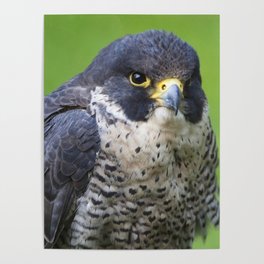 Falcon  Poster