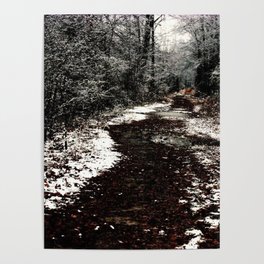Wooded Path Poster
