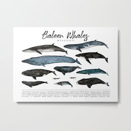 Baleen Whales - Mysticeti Metal Print | Atlantic, Painting, Pacific, Whale, Rightwhale, Humpback, Bowhead, Acrylic, Minke 