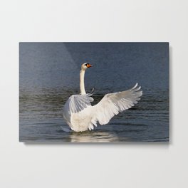 White swan | Nature and bird photography in color Metal Print | Digital, Swan, Photo, Nature, Birds, Nature Photography, Bird, Naturephotography, Color, Water 