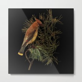 Cedar Waxwing Bird Illustration Metal Print | Cockatiel Birds, Water Bird, Mocking Bird, Hummingbird, Bird Watcher, Bird Wathing, Cute Hummingbird, Bird Lover, Birding, Bird Watching 