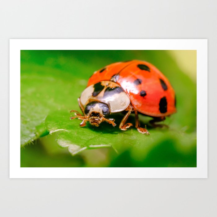 Daylight Ladybug Macro Photograph Art Print