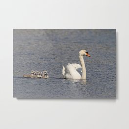 White mute swan with cygnets | Birds | Nature photography in color Metal Print | Cute, Photo, Birds, Cygnet, Swan, Fluffy, Chick, Nature, Digital, Color 