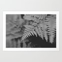 Black And White Botanical II Art Print By Jessica Torres Photography ...