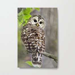 Striped Owl Metal Print | Owlportrait, Stripedowl, Owl, Owls, Brown, Birdportrait, Tree, Barredowl, Digital, Bird 