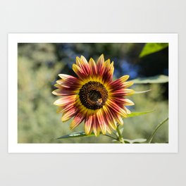 Bee On Sunflower Art Print