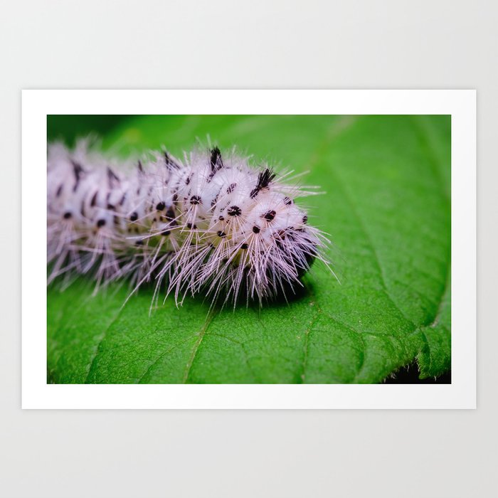 Fuzzy Black and White Spotted Caterpillar. Macro Photography  Art Print