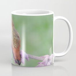 DO NOT Raid My Patch of Sage Coffee Mug | Salvialeucantha, Mexicansage, Color, Laverneca, Photo, Nature, Bird, California, Digital, Hummingbird 