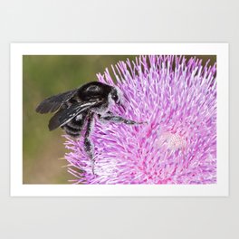 Bumblebee on Thistle Flower 02 Art Print