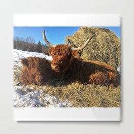 Fluffy Highland Cattle Calf 1539 Metal Print | Calves, Cow, Cows, Graphicdesign, Fluffy, Highlandcattle, Farm, Bovine, Calf, Cattle 