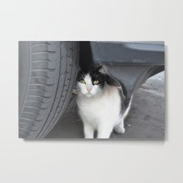Cat Metal Print | Animal, Photo, Nature, Love 